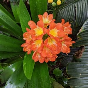 Meet your Posher, Rhonda